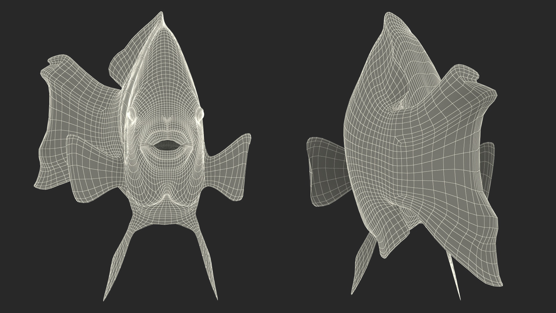 3D Chlorurus Gibbus