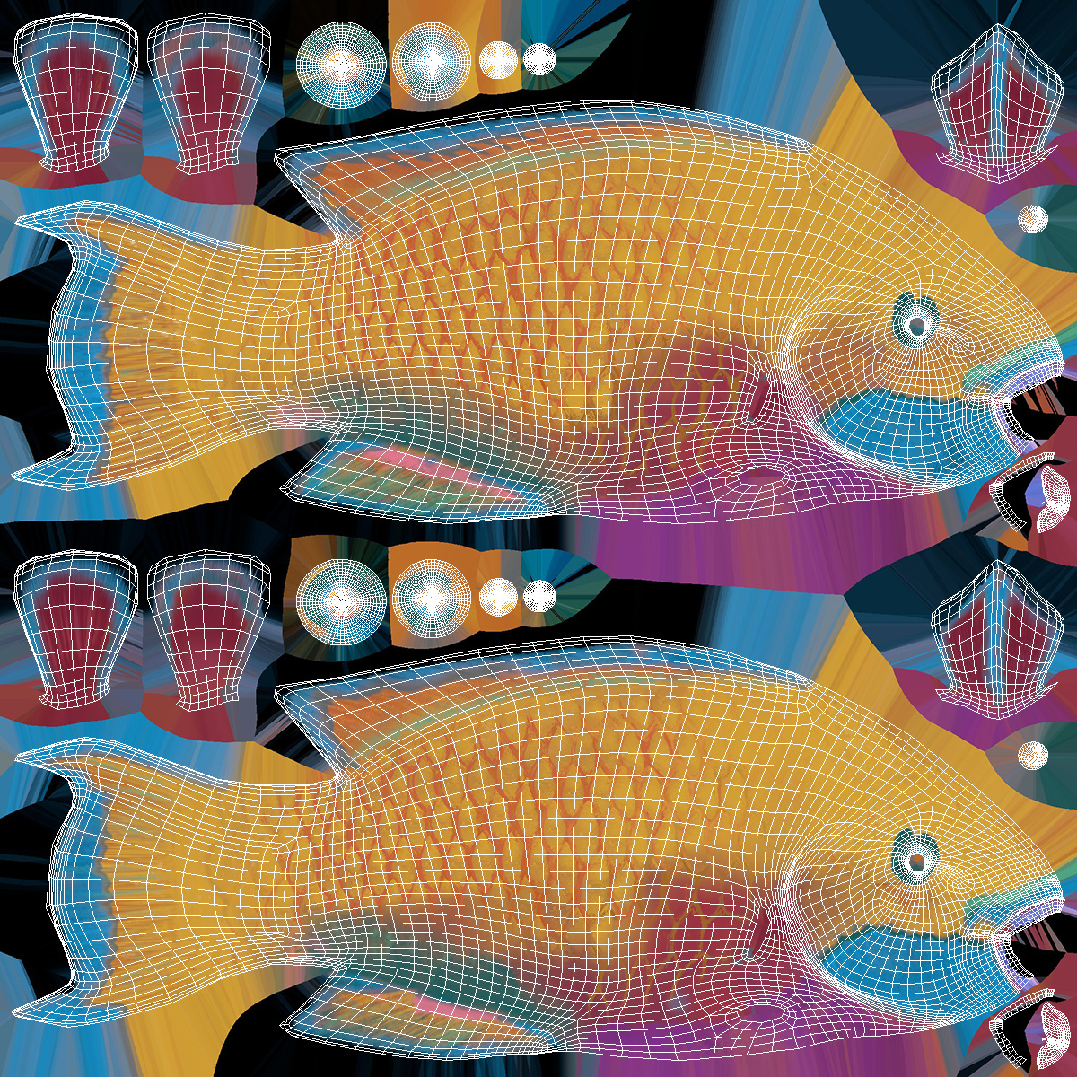 3D Chlorurus Gibbus