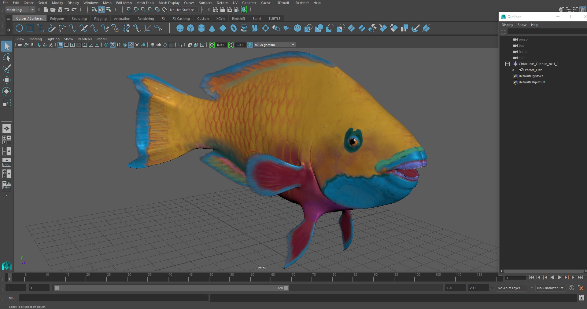 3D Chlorurus Gibbus