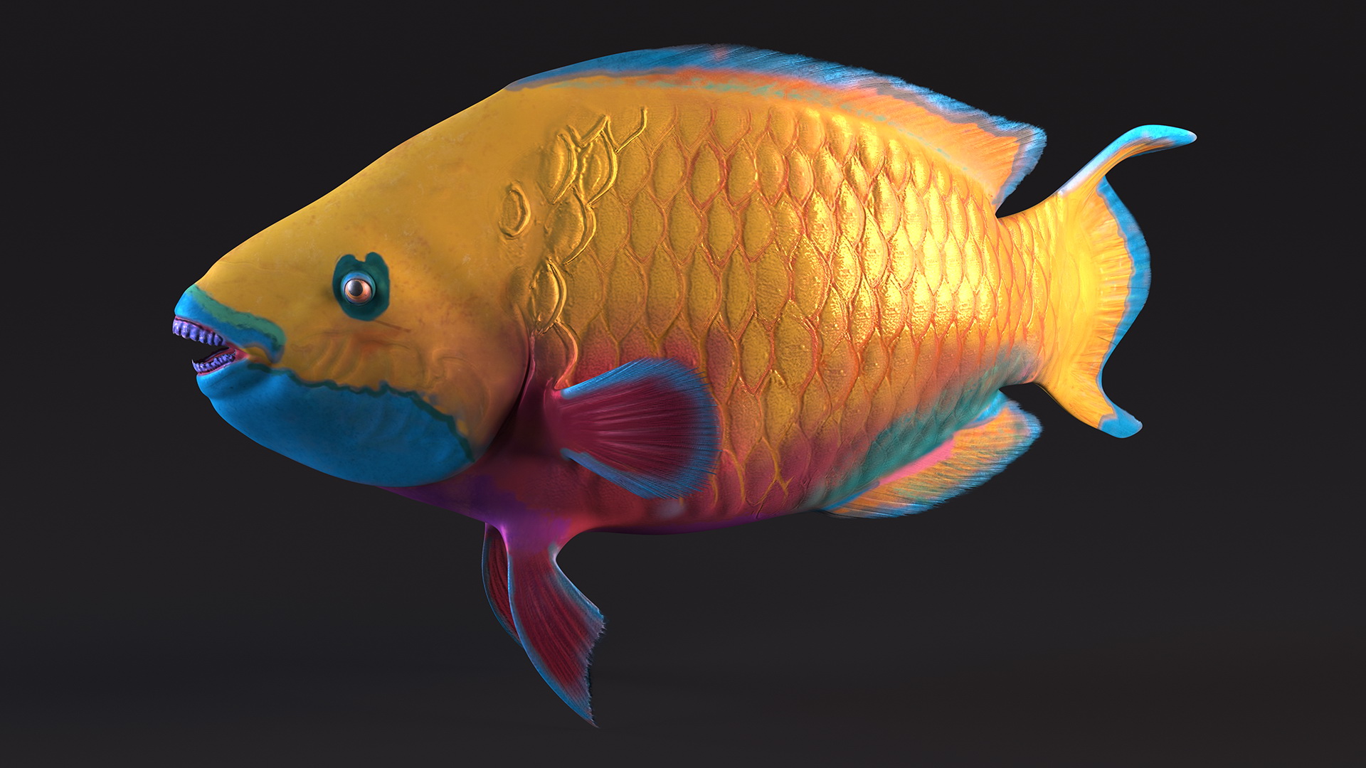 3D Chlorurus Gibbus