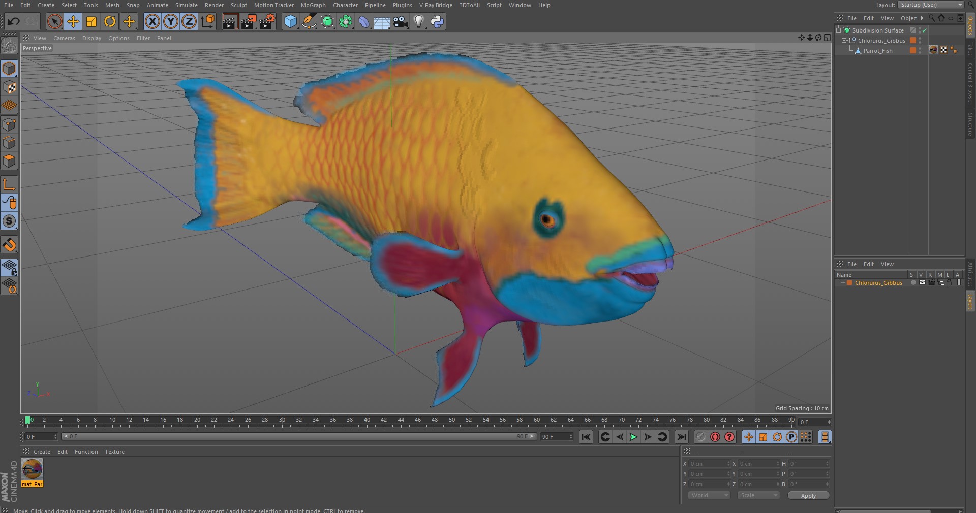 3D Chlorurus Gibbus