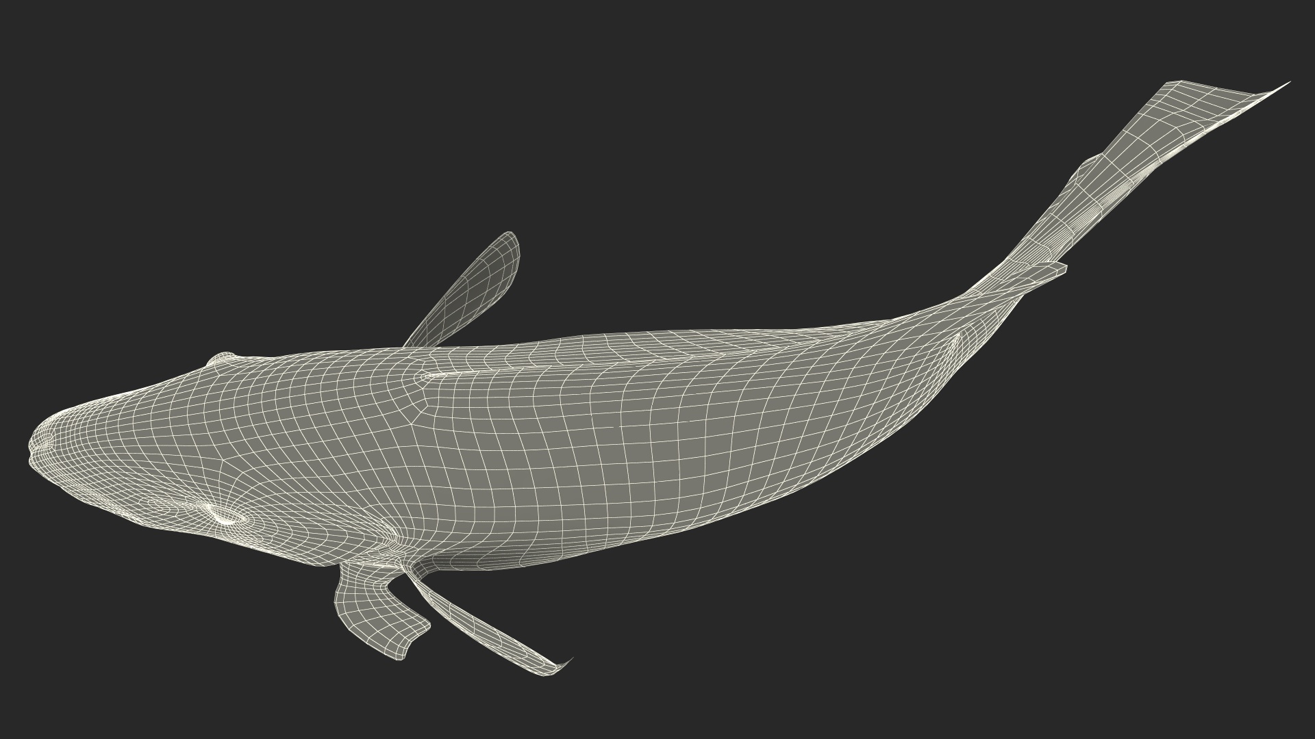 3D Chlorurus Gibbus