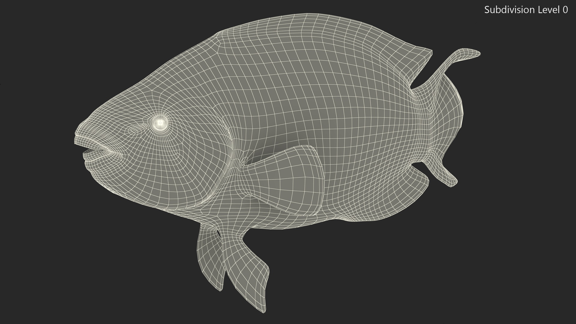 3D Chlorurus Gibbus