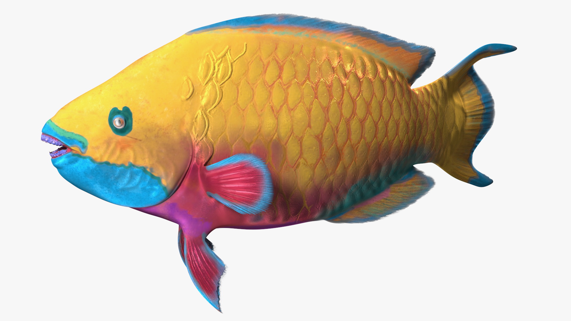3D Chlorurus Gibbus