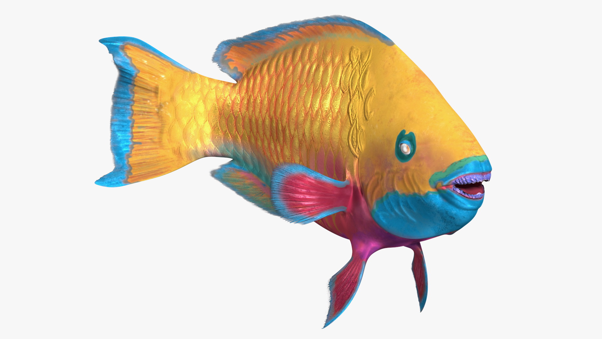 3D Chlorurus Gibbus