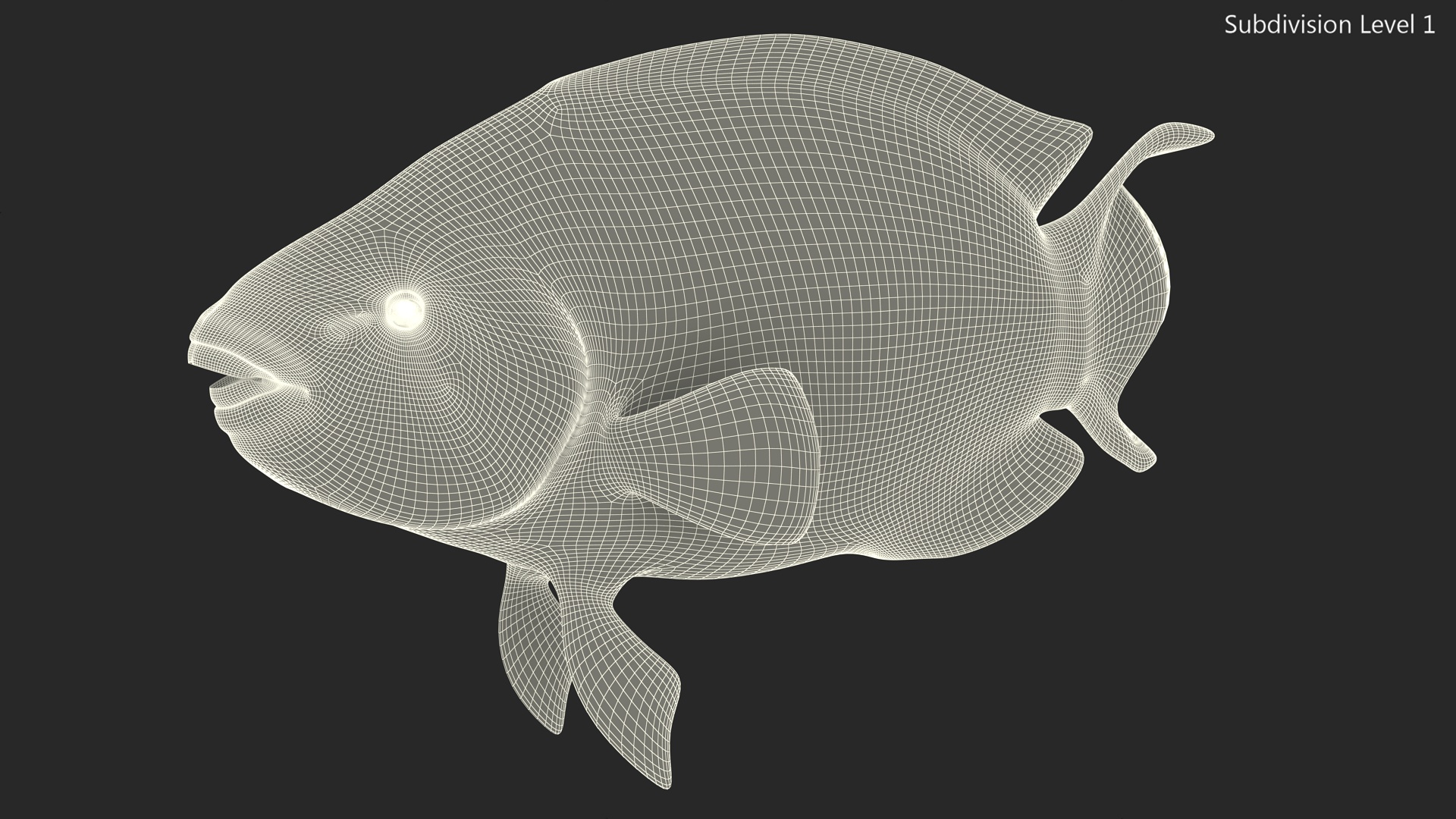 3D Chlorurus Gibbus