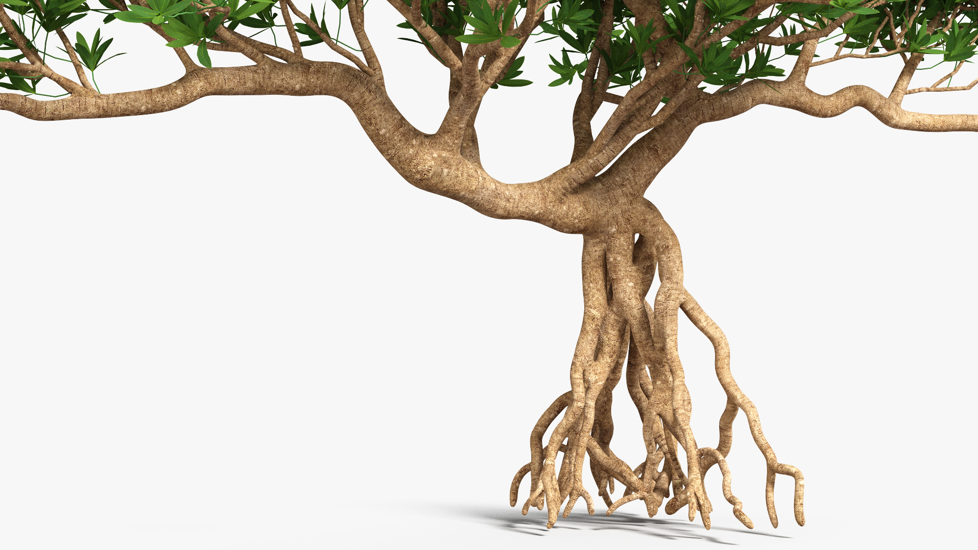 3D Miniature Bonsai Tree
