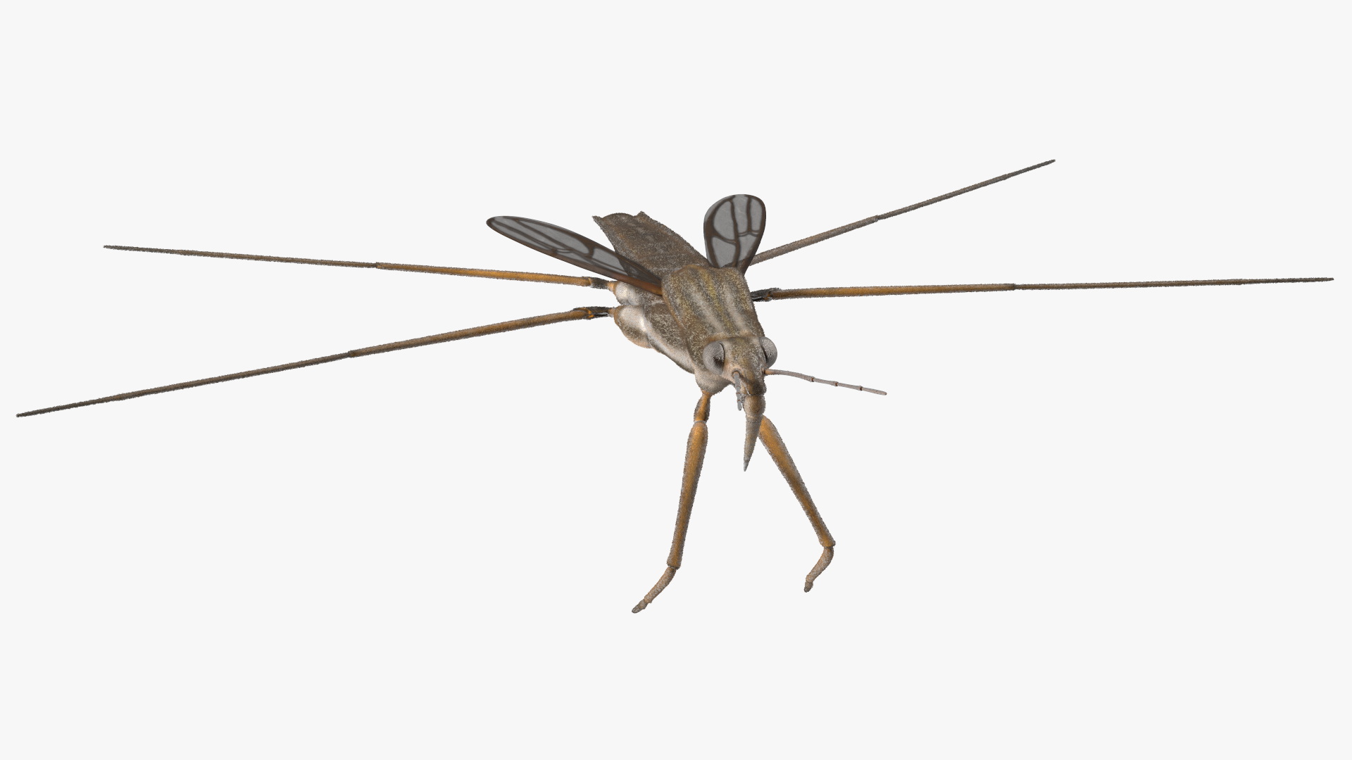 Water Strider Rigged for Maya 3D model