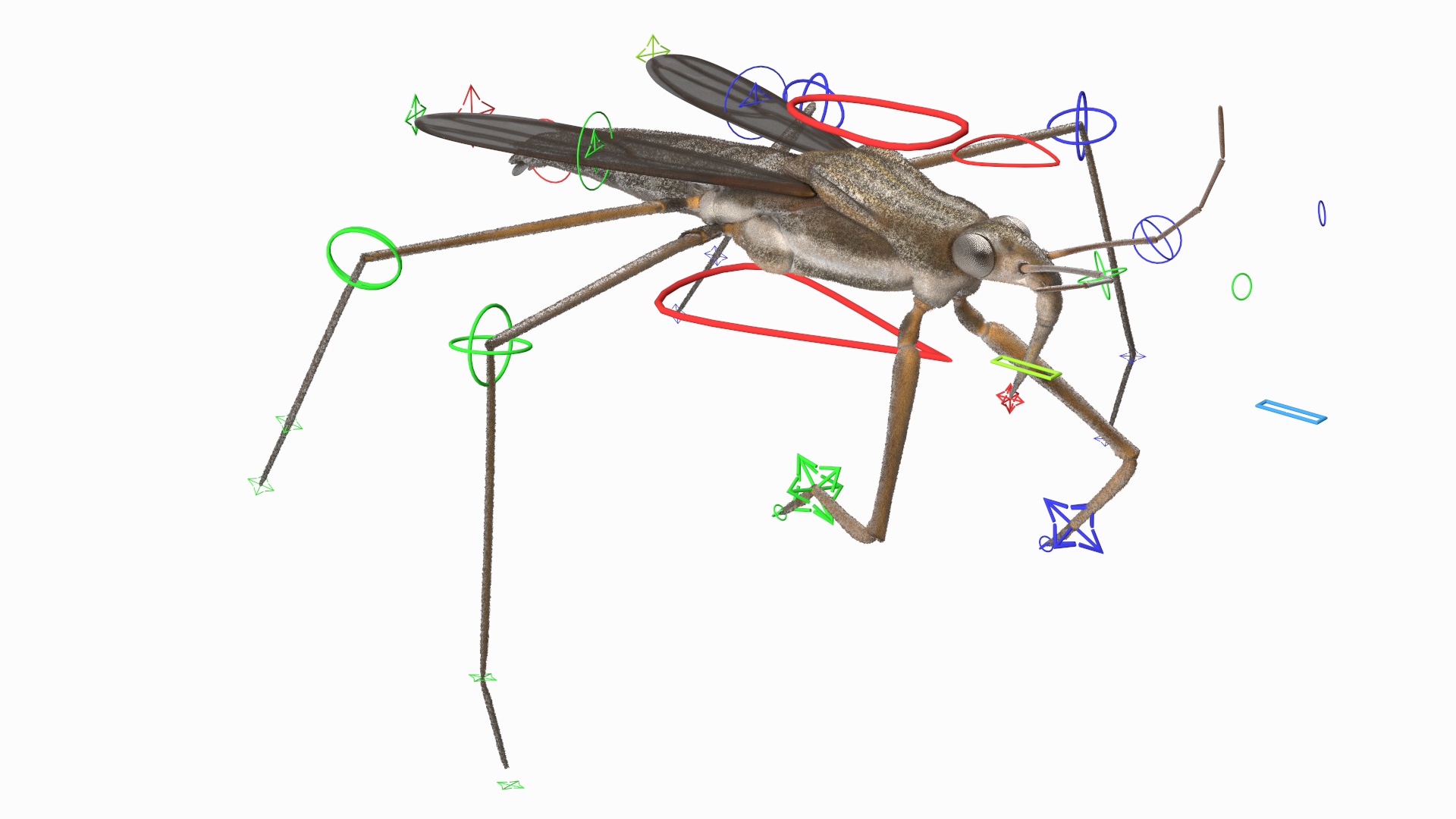 Water Strider Rigged for Maya 3D model
