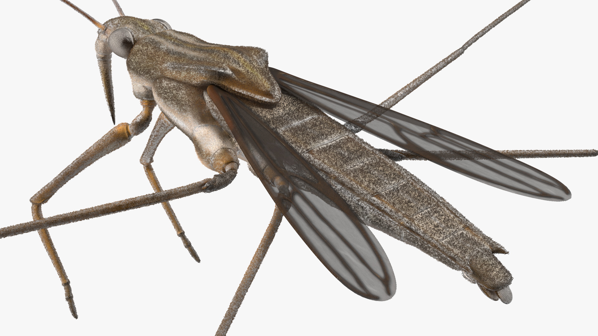 Water Strider Rigged for Maya 3D model