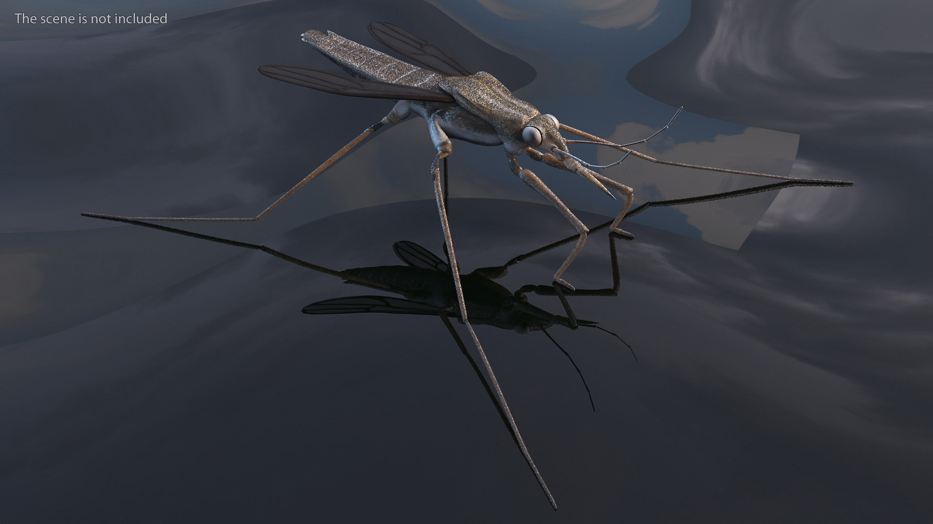 Water Strider Rigged for Maya 3D model
