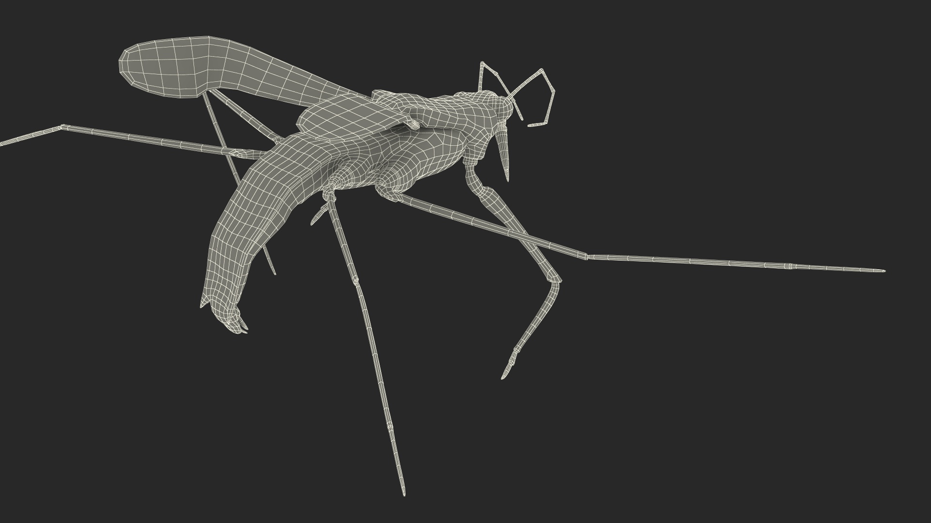 Water Strider Rigged for Maya 3D model