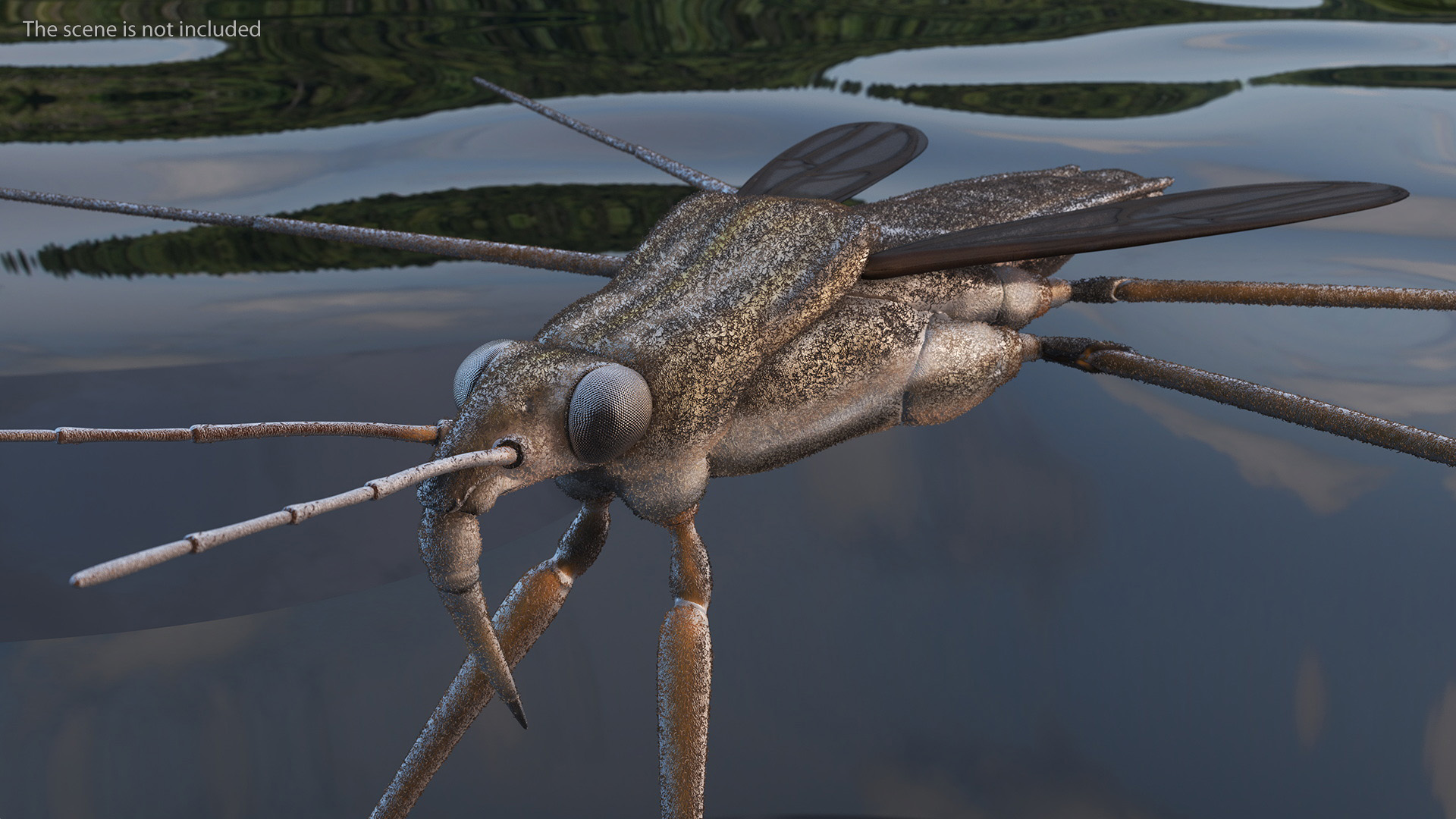 Water Strider Rigged for Maya 3D model
