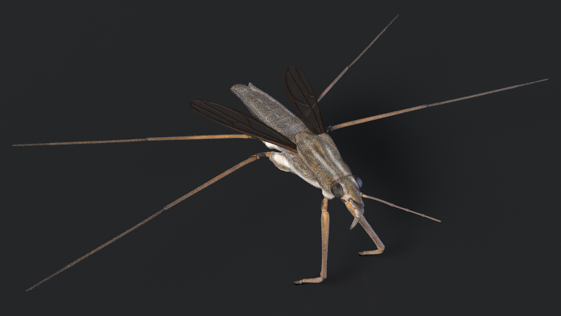 Water Strider Rigged for Maya 3D model