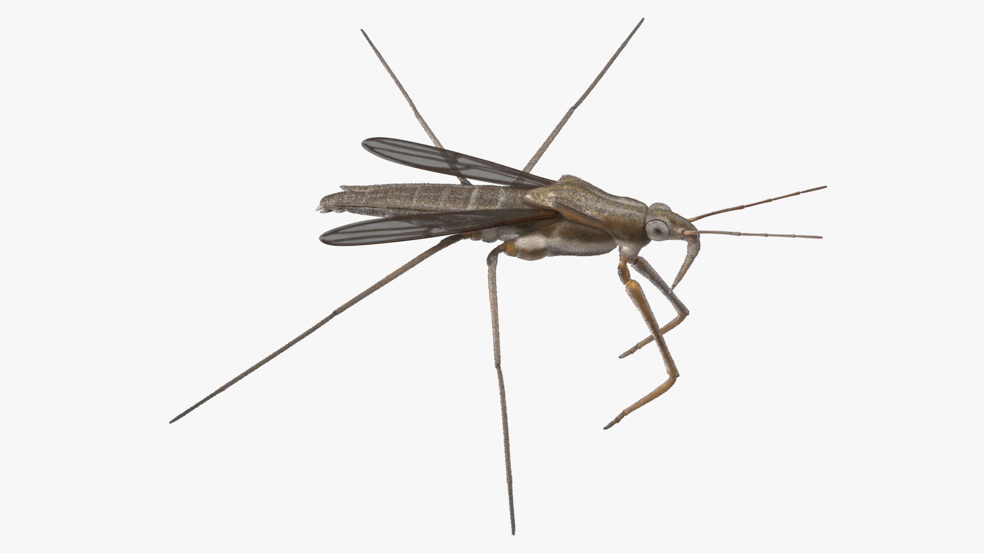 Water Strider Rigged for Maya 3D model