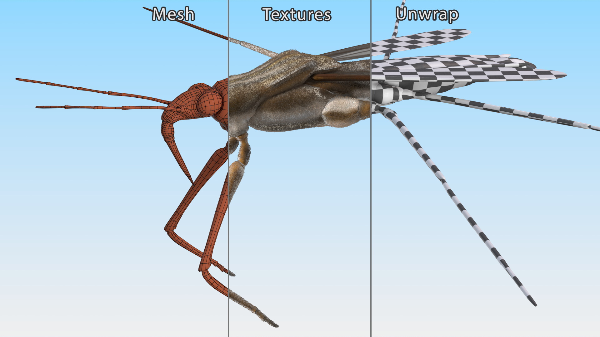 Water Strider Rigged for Maya 3D model