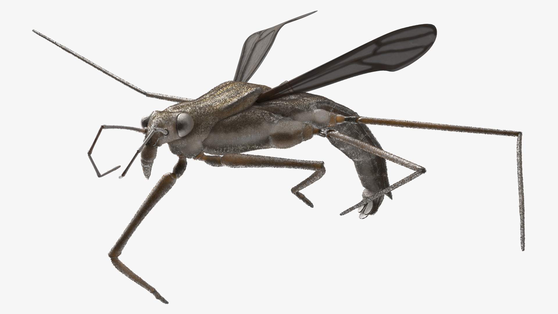 Water Strider Rigged for Maya 3D model