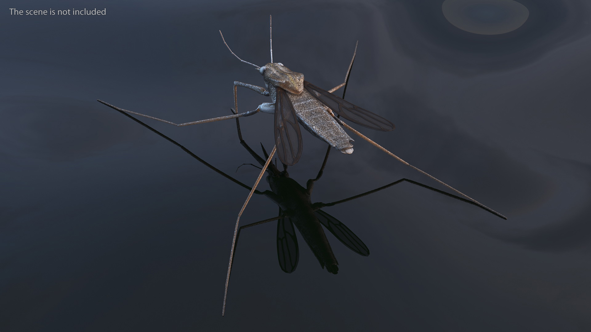 Water Strider Rigged for Maya 3D model