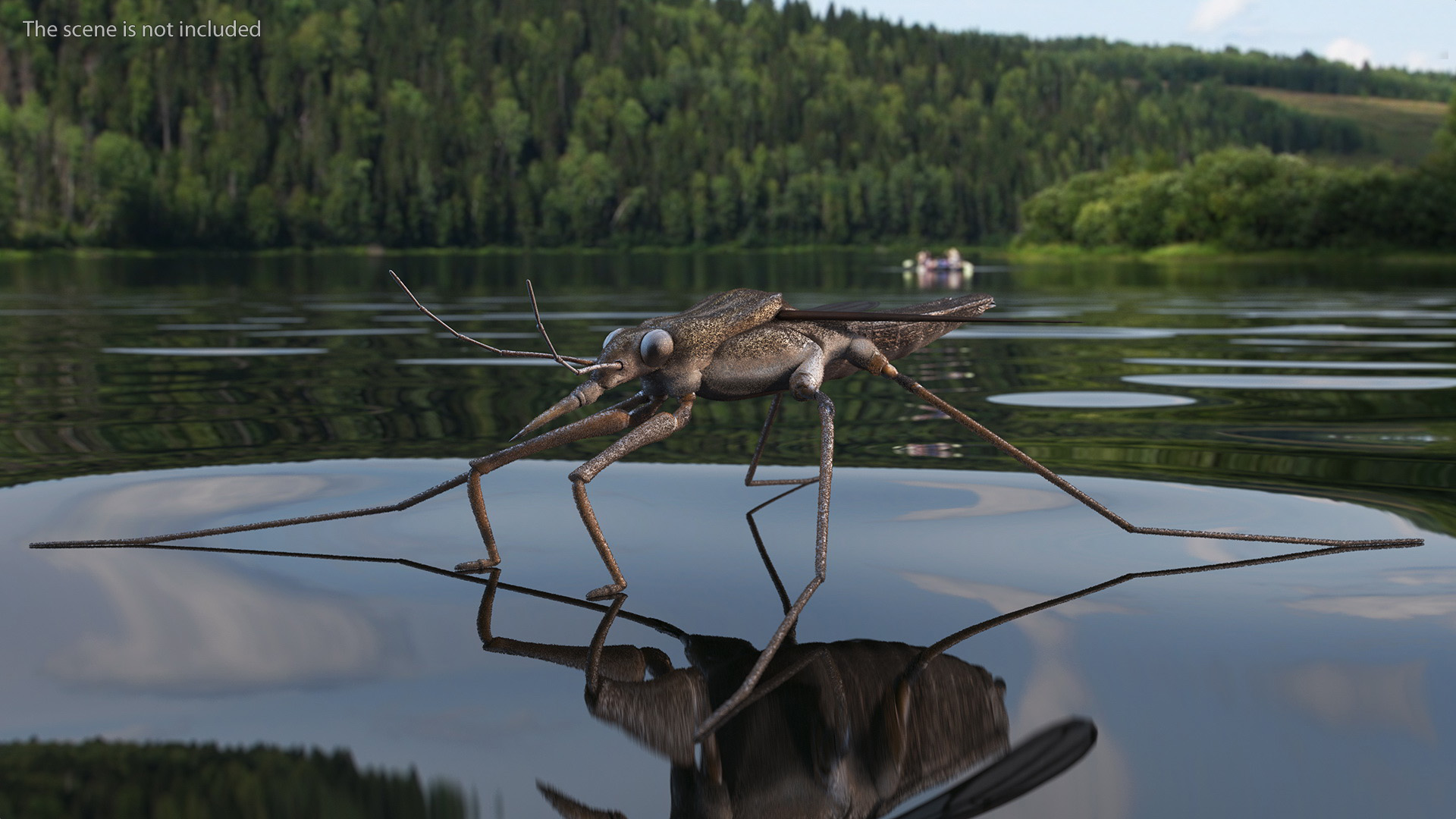 Water Strider Rigged for Maya 3D model