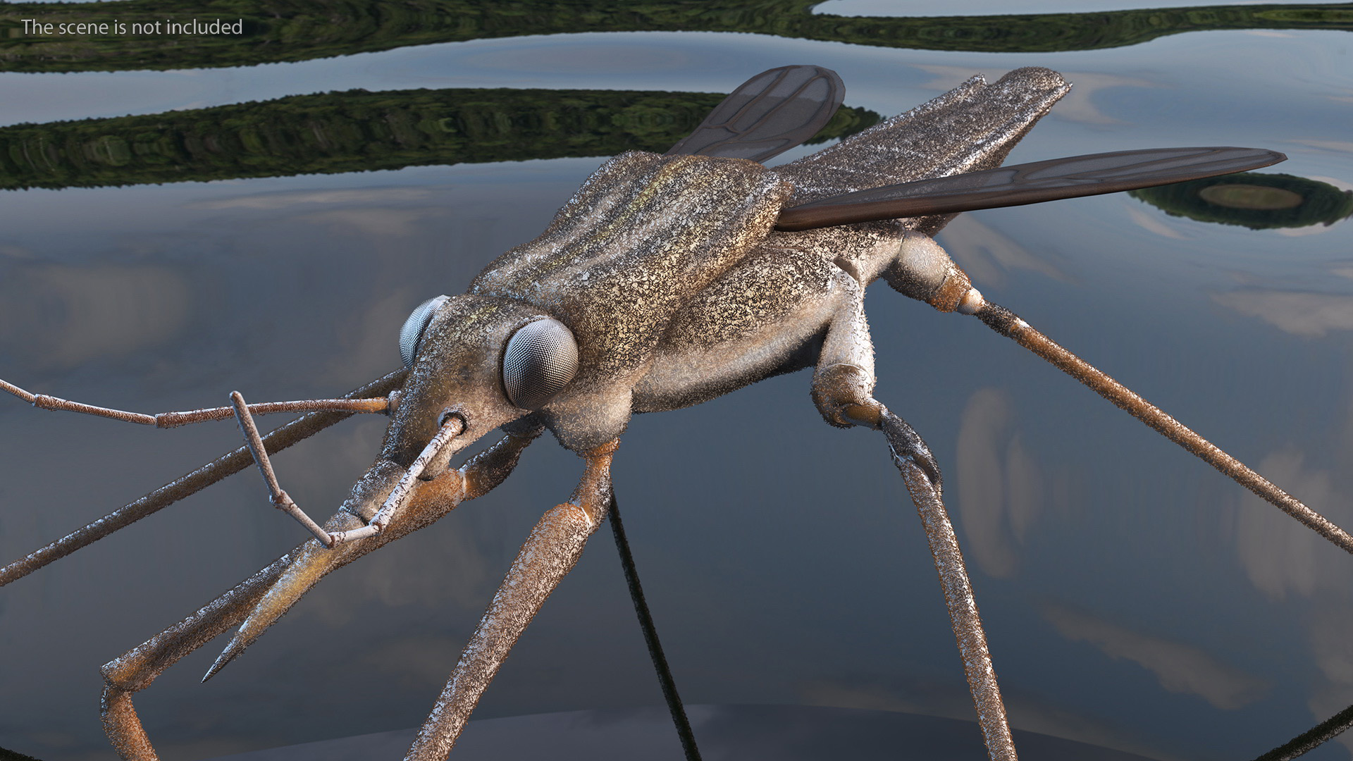 Water Strider Rigged for Maya 3D model