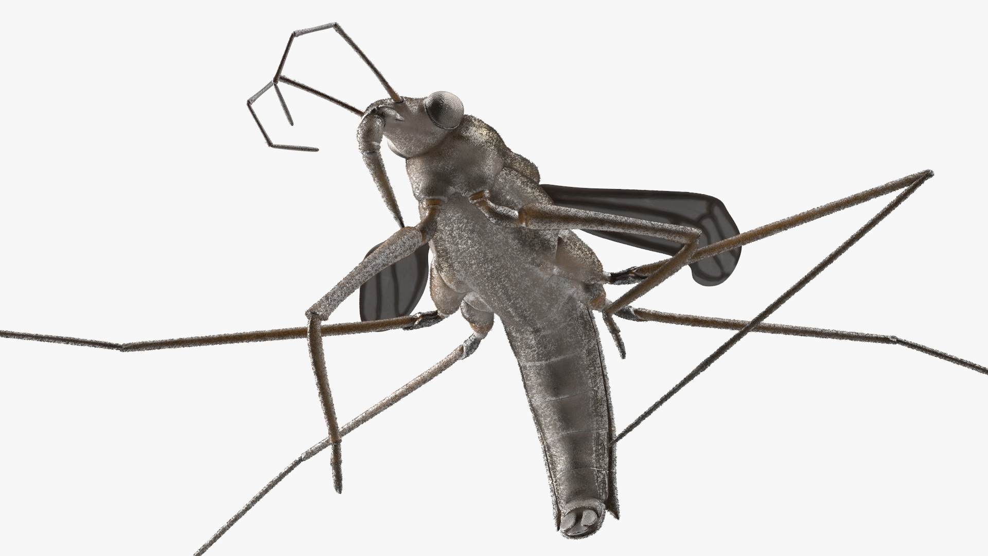 Water Strider Rigged for Maya 3D model
