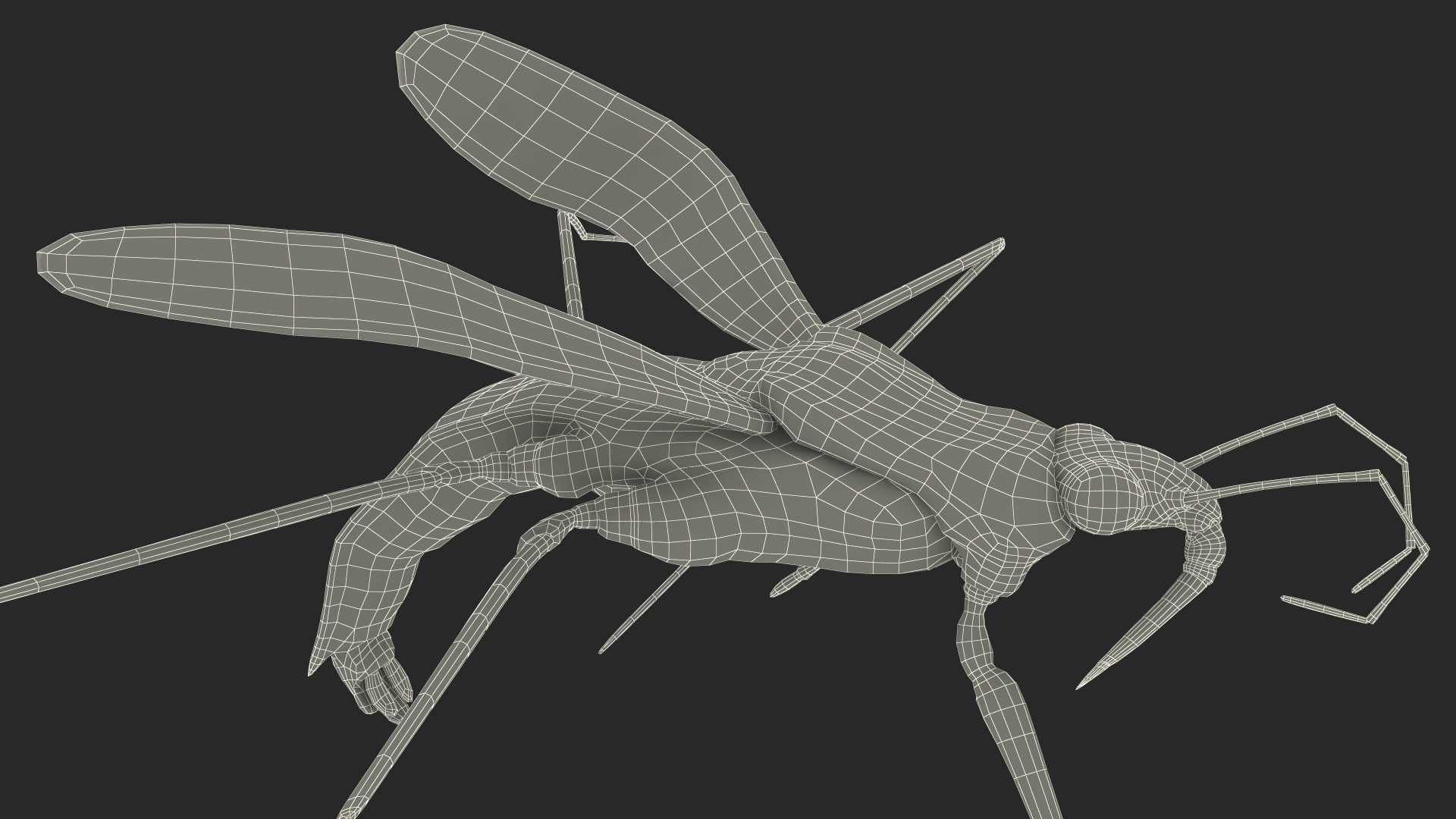 Water Strider Rigged for Maya 3D model