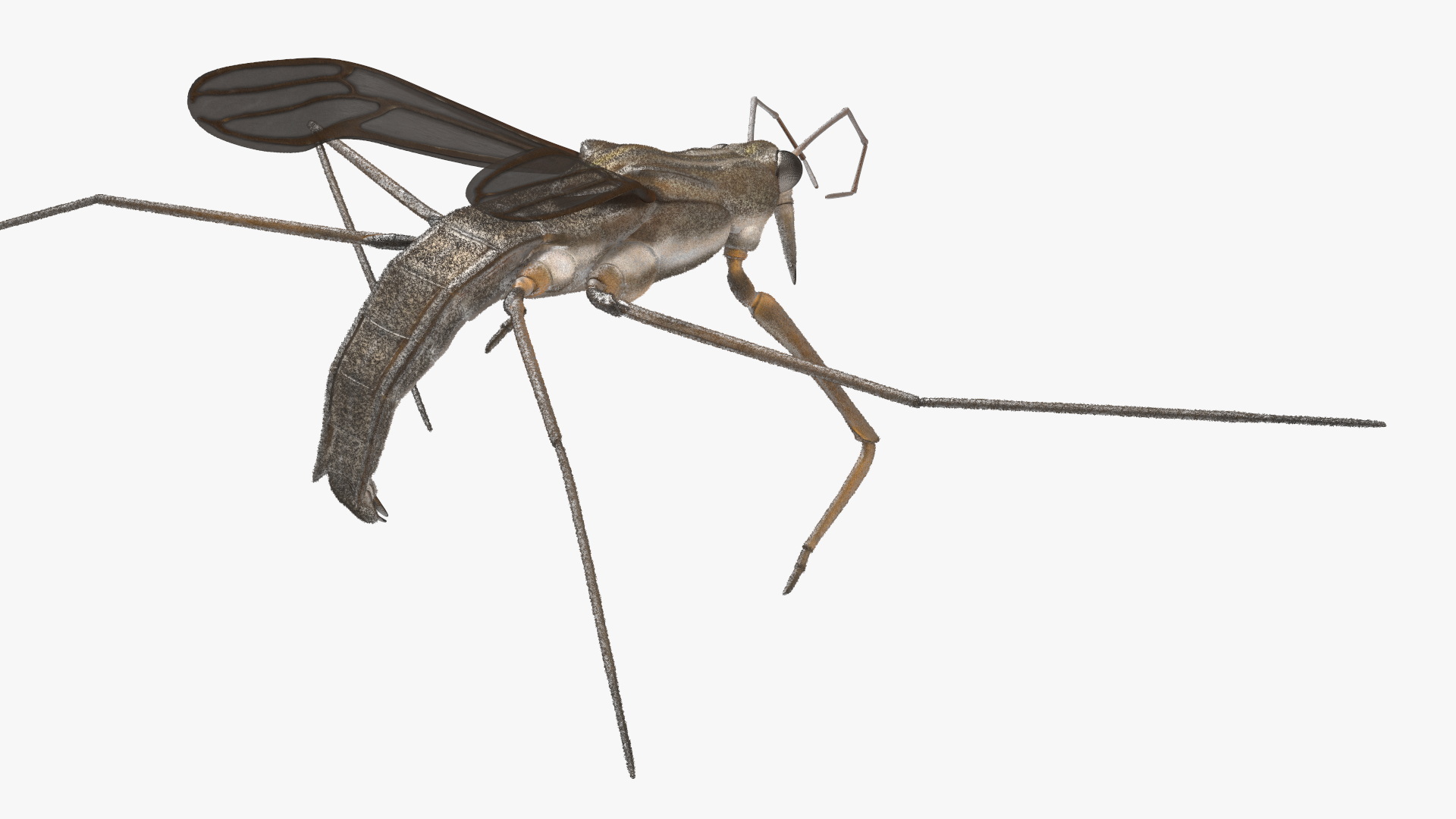 Water Strider Rigged for Maya 3D model