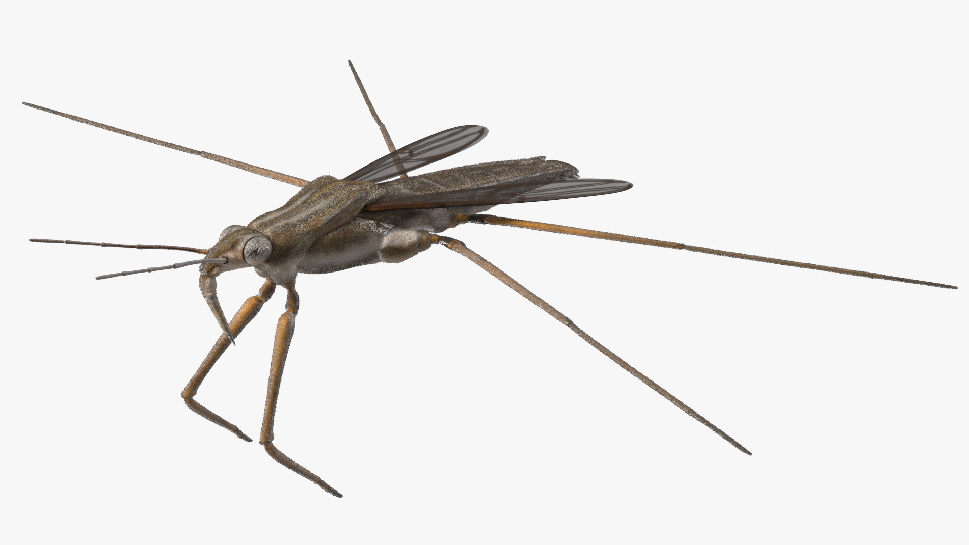 Water Strider Rigged for Maya 3D model