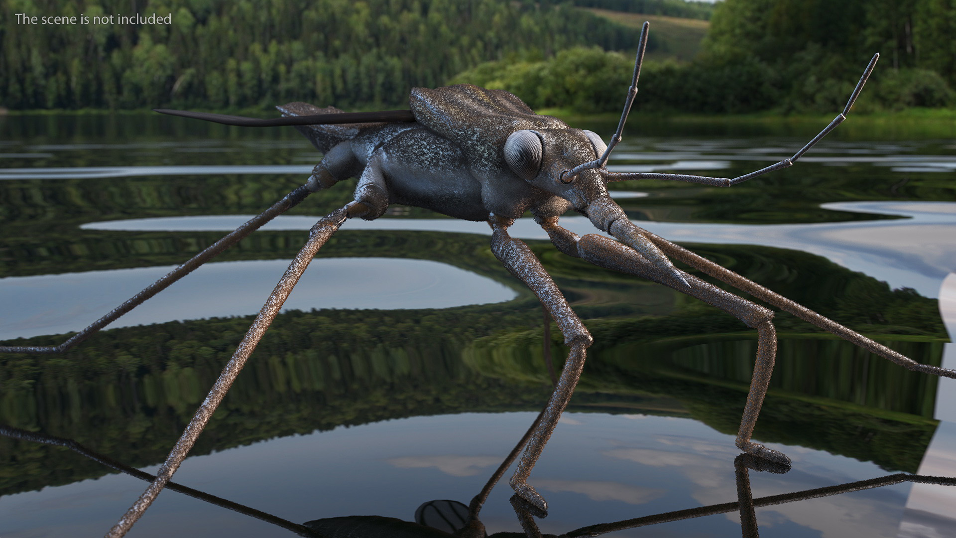 Water Strider Rigged for Maya 3D model