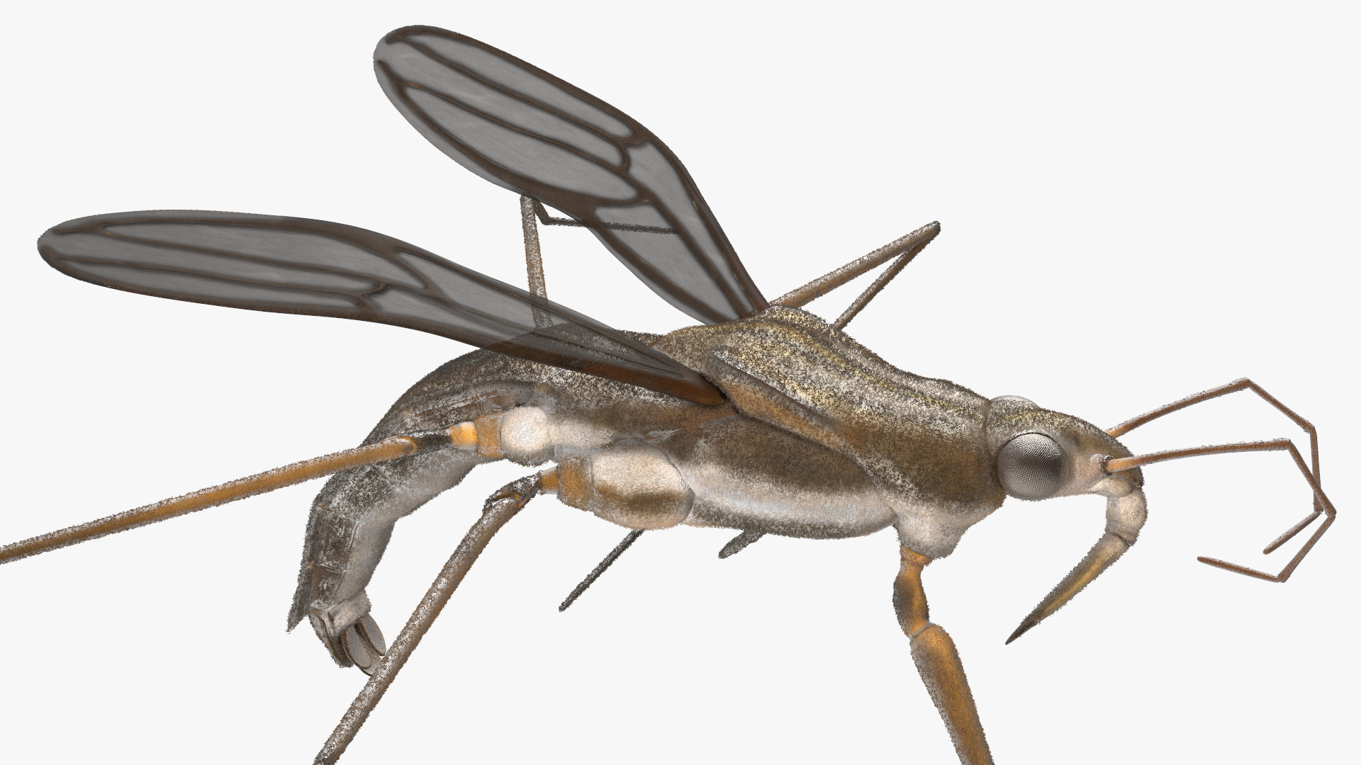 Water Strider Rigged for Maya 3D model