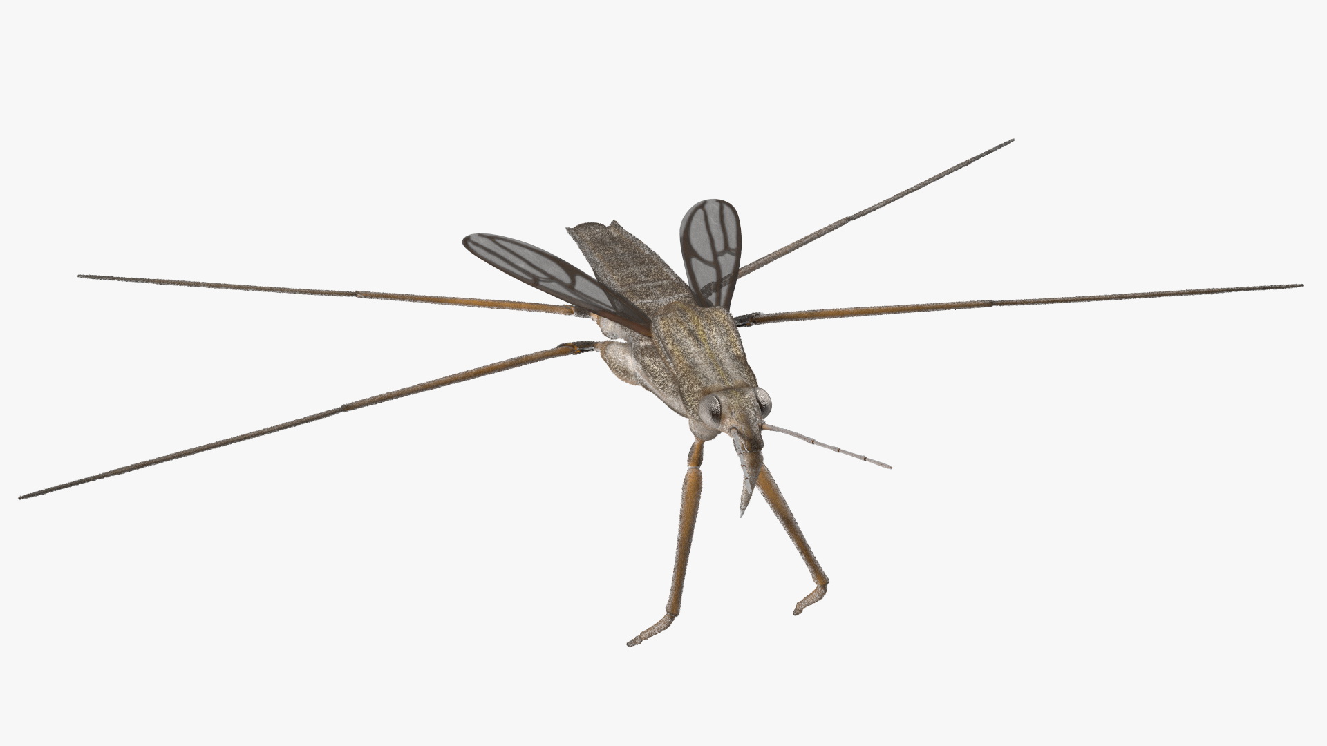 Water Strider Rigged for Maya 3D model