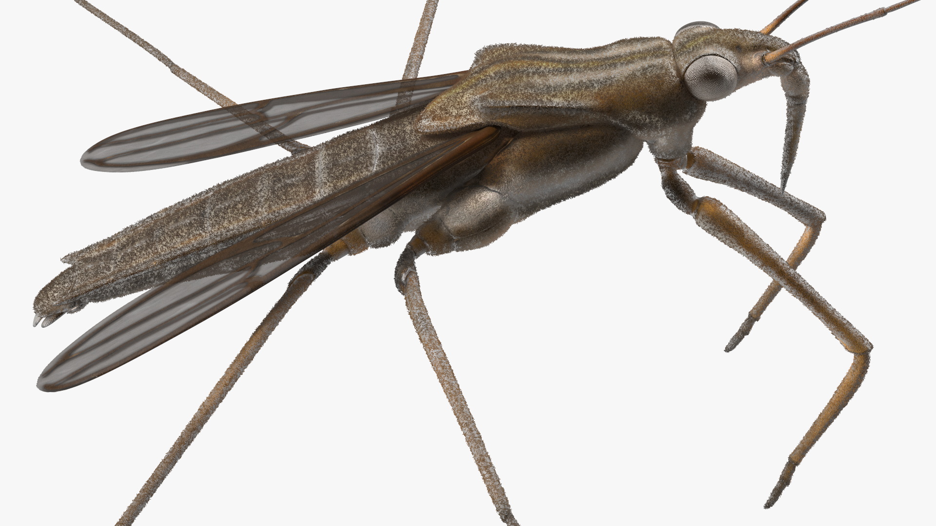 Water Strider Rigged for Maya 3D model