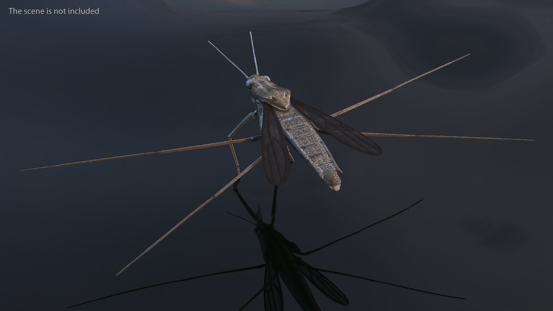 Water Strider Rigged for Maya 3D model