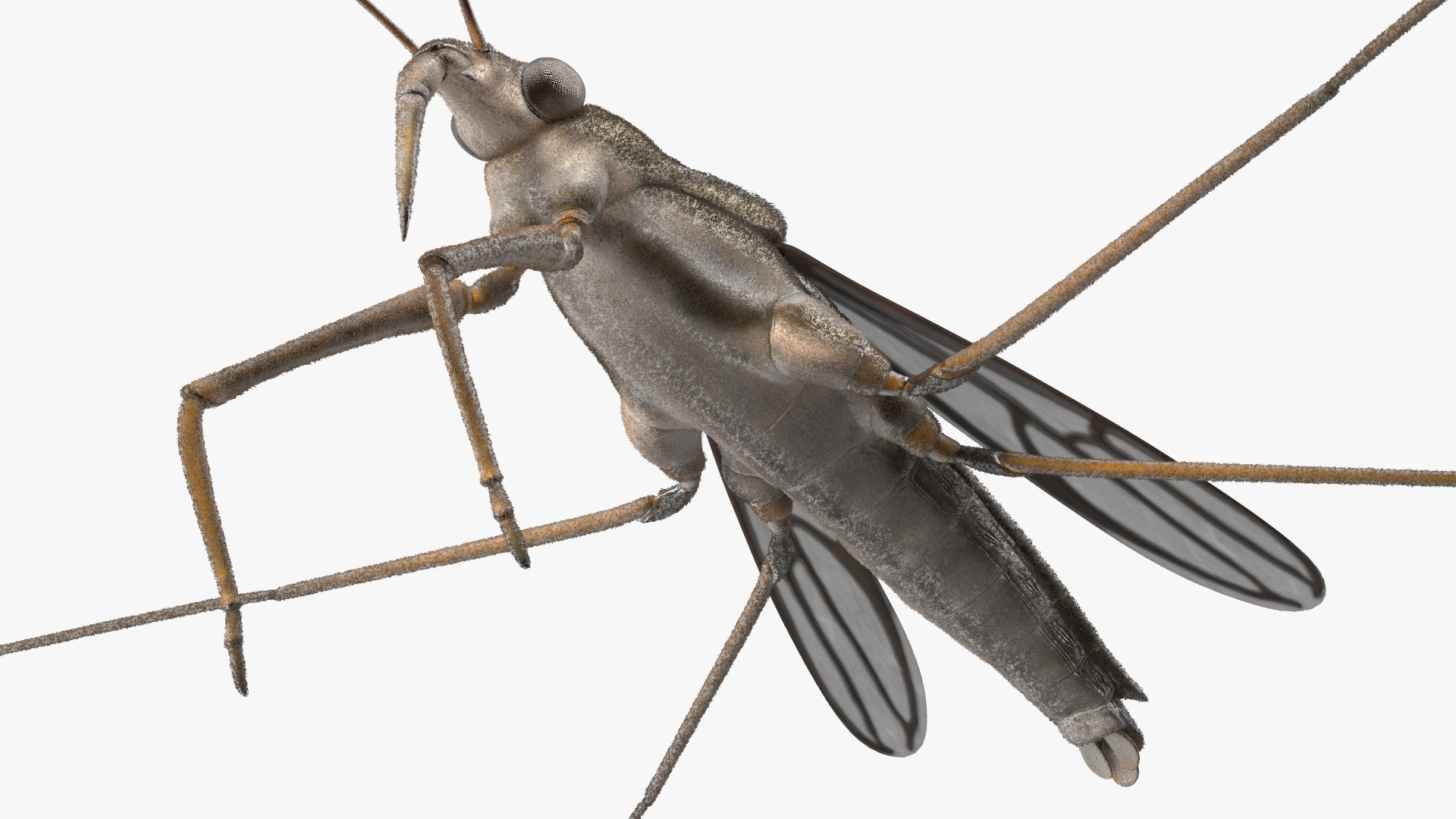 Water Strider Rigged for Maya 3D model