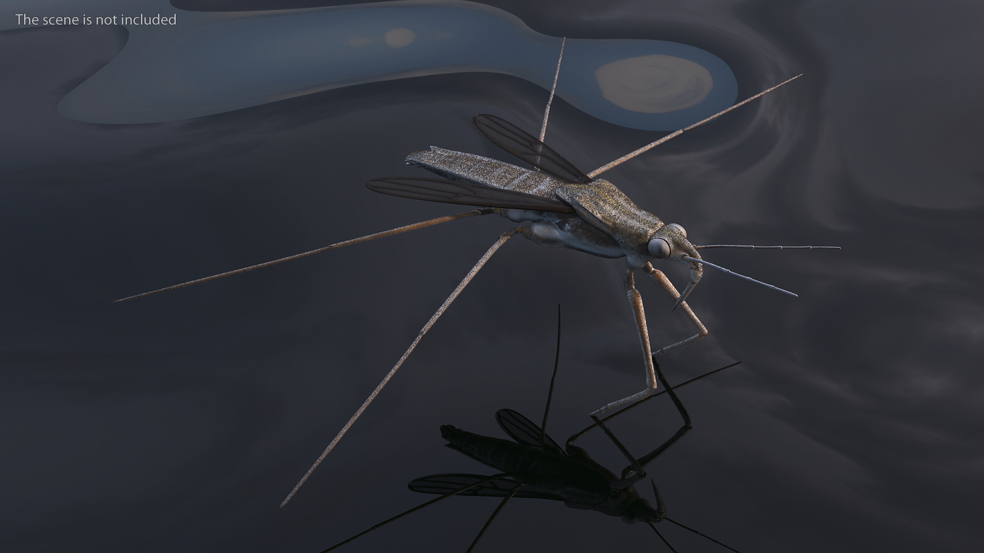 Water Strider Rigged for Maya 3D model
