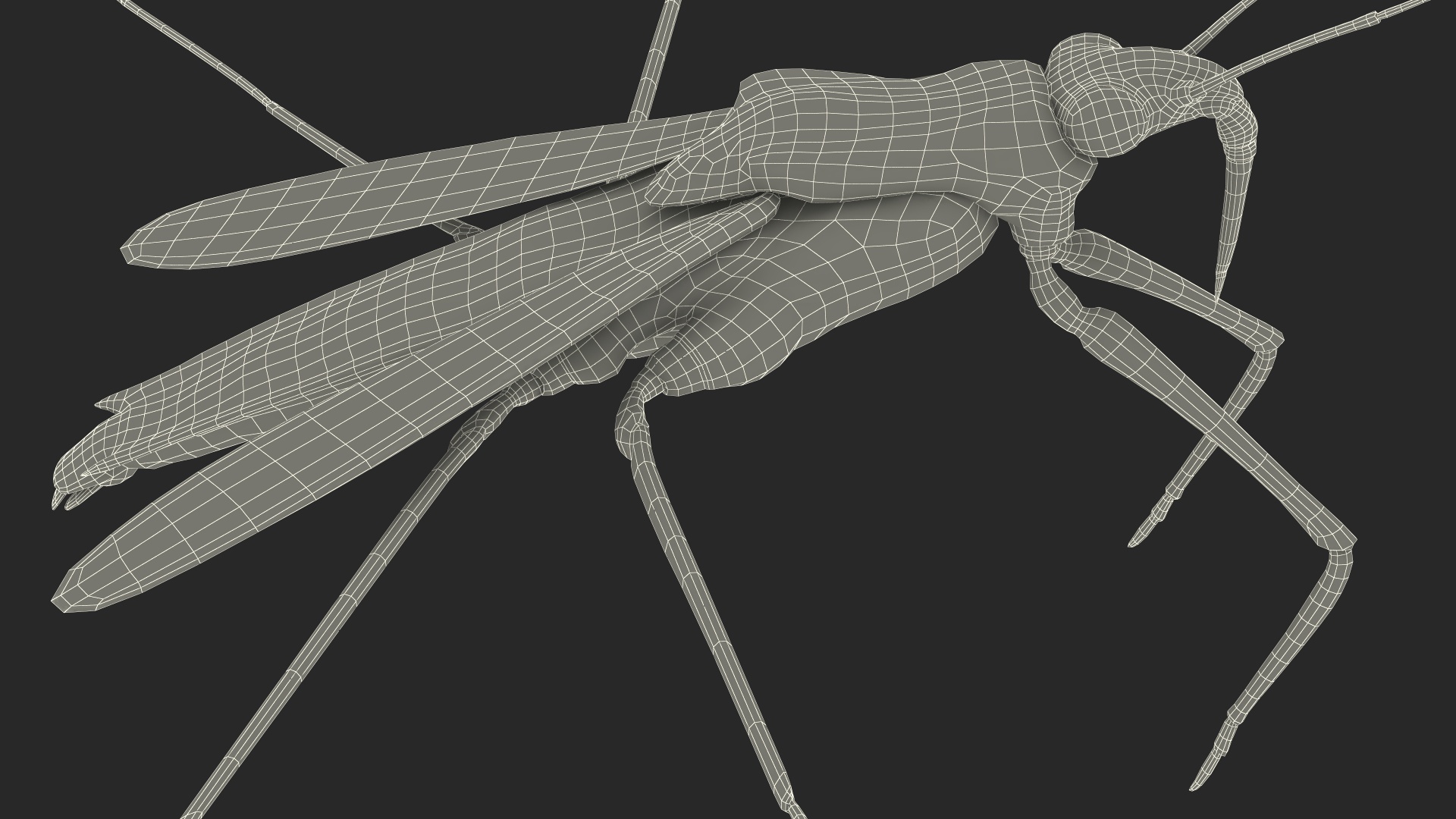 Water Strider Rigged for Maya 3D model
