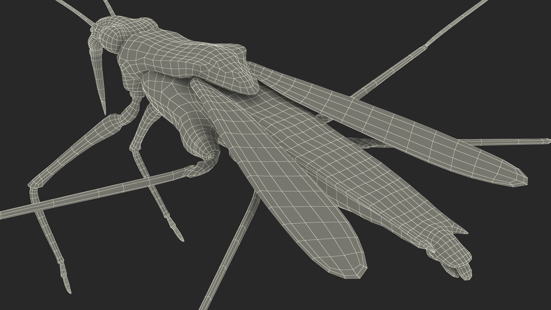 Water Strider Rigged for Maya 3D model
