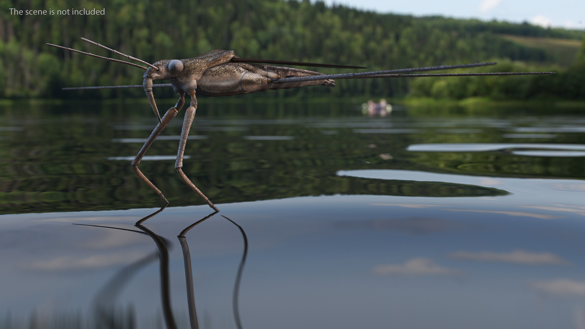 Water Strider Rigged for Maya 3D model