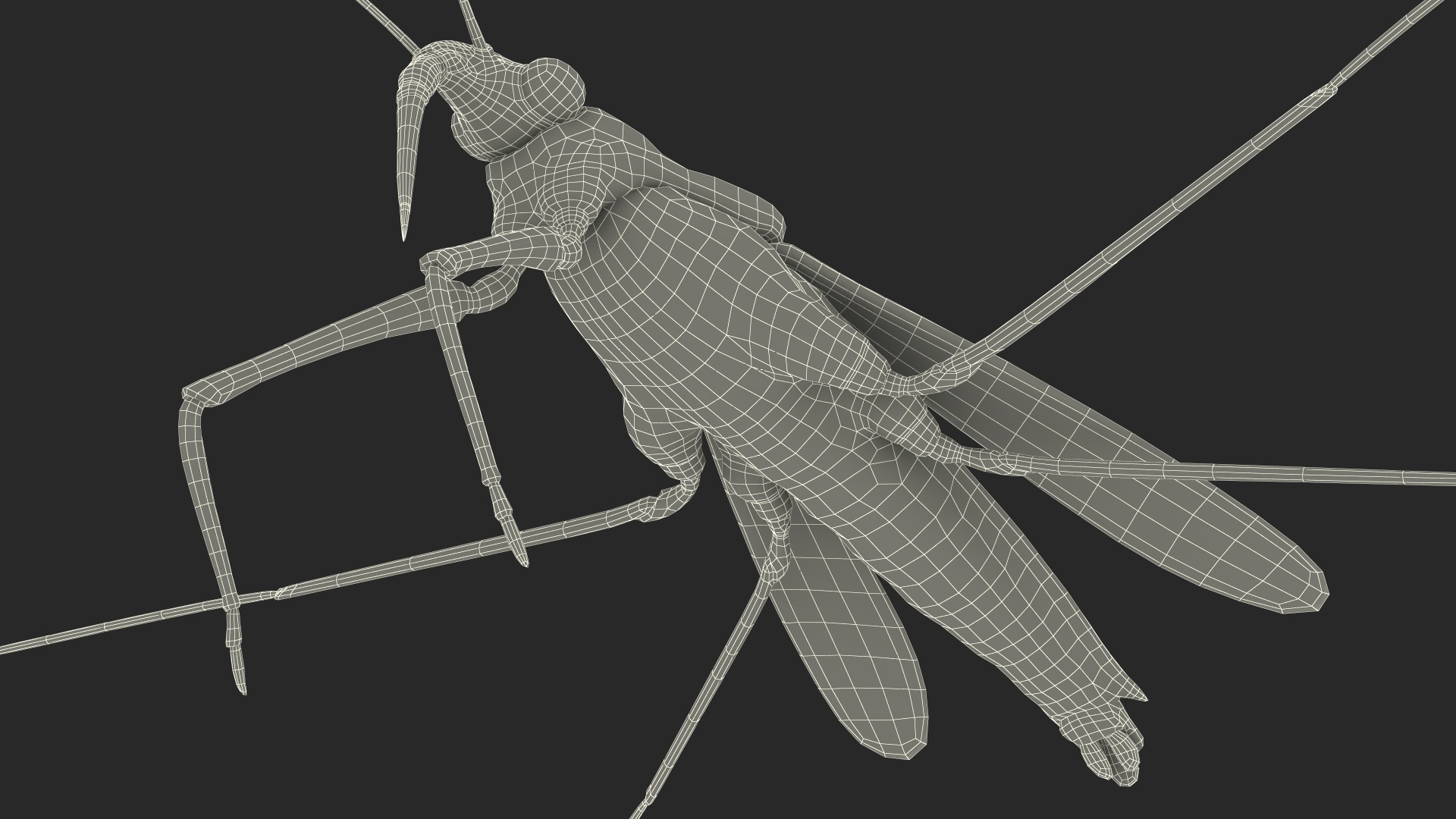 Water Strider Rigged for Maya 3D model