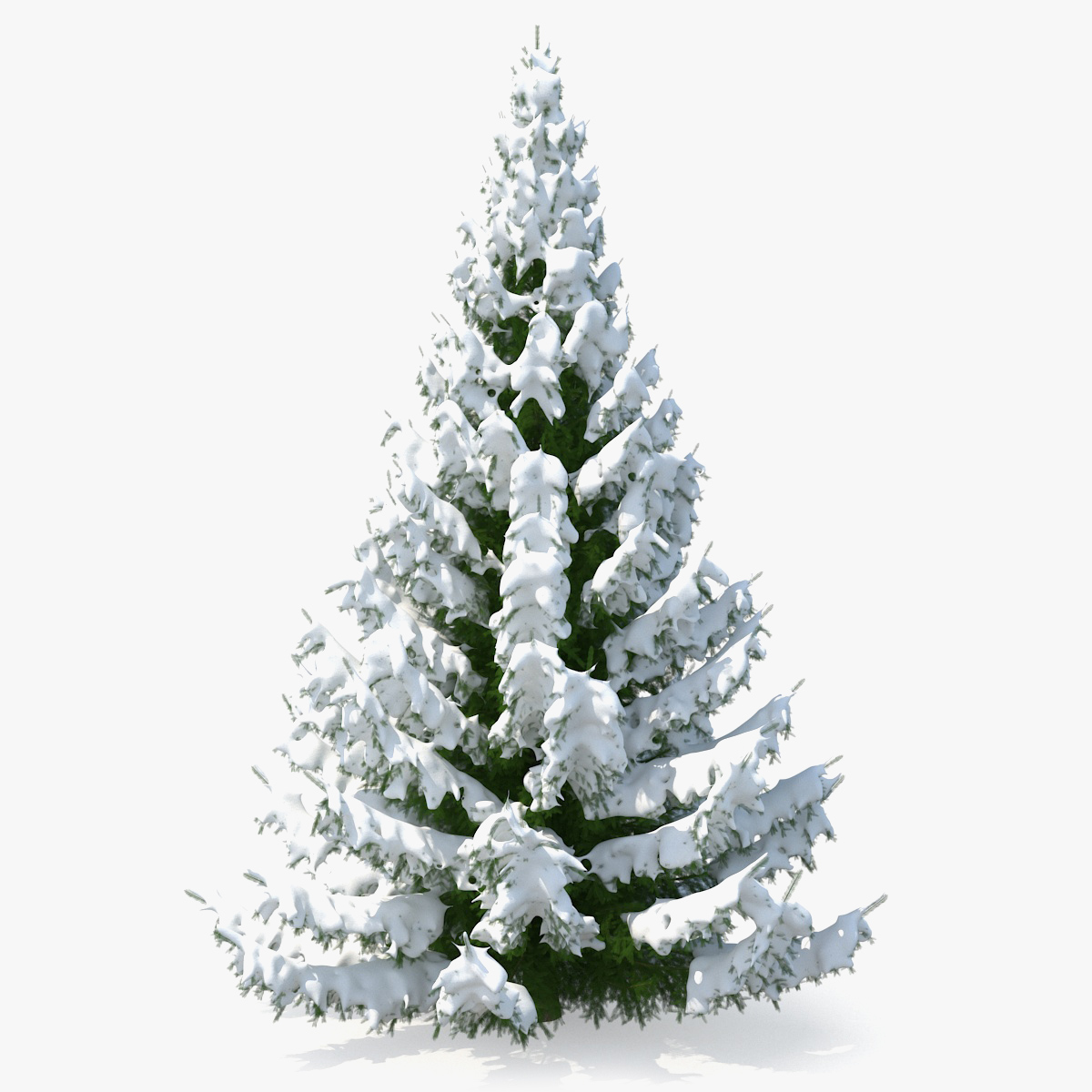 Winter Snow Spruce Tree