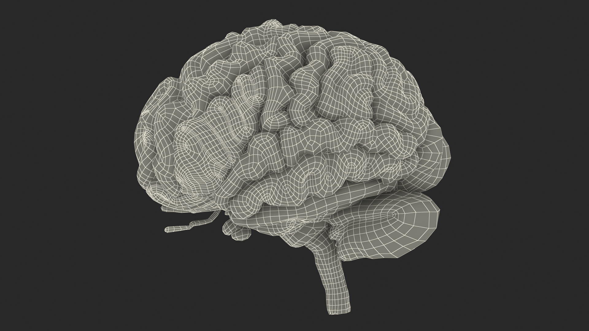 Brain Cross Section 3D model