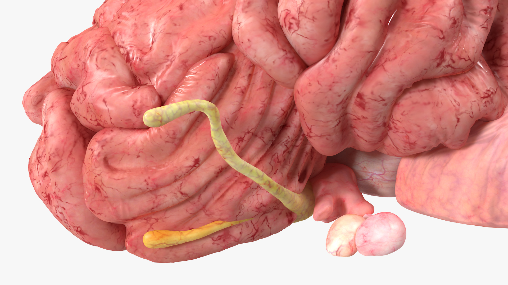 Brain Cross Section 3D model