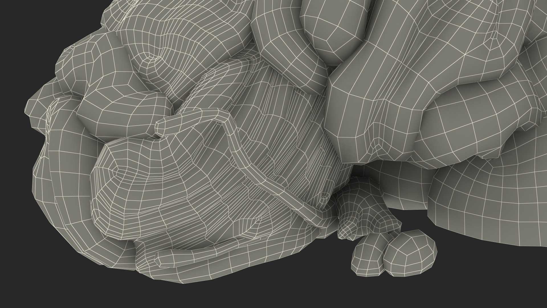 Brain Cross Section 3D model
