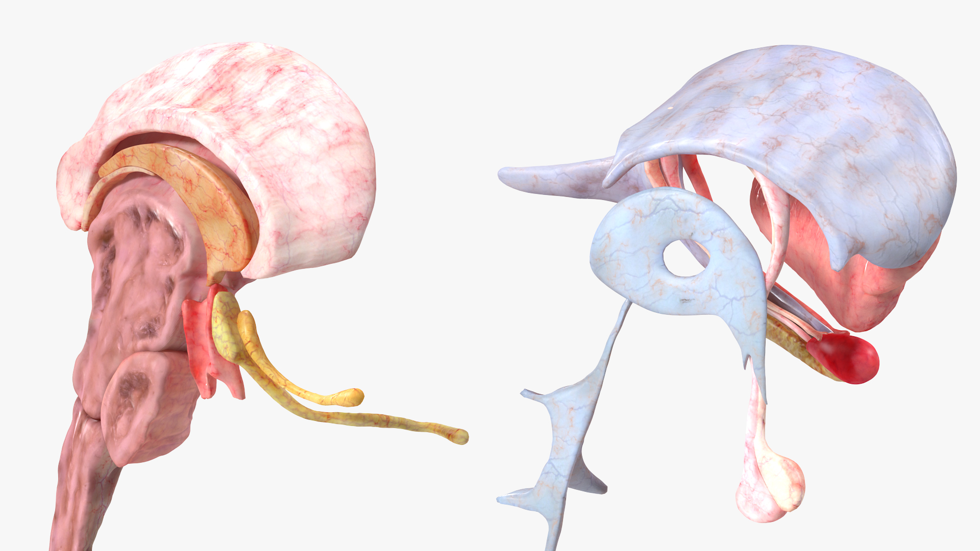 Brain Cross Section 3D model