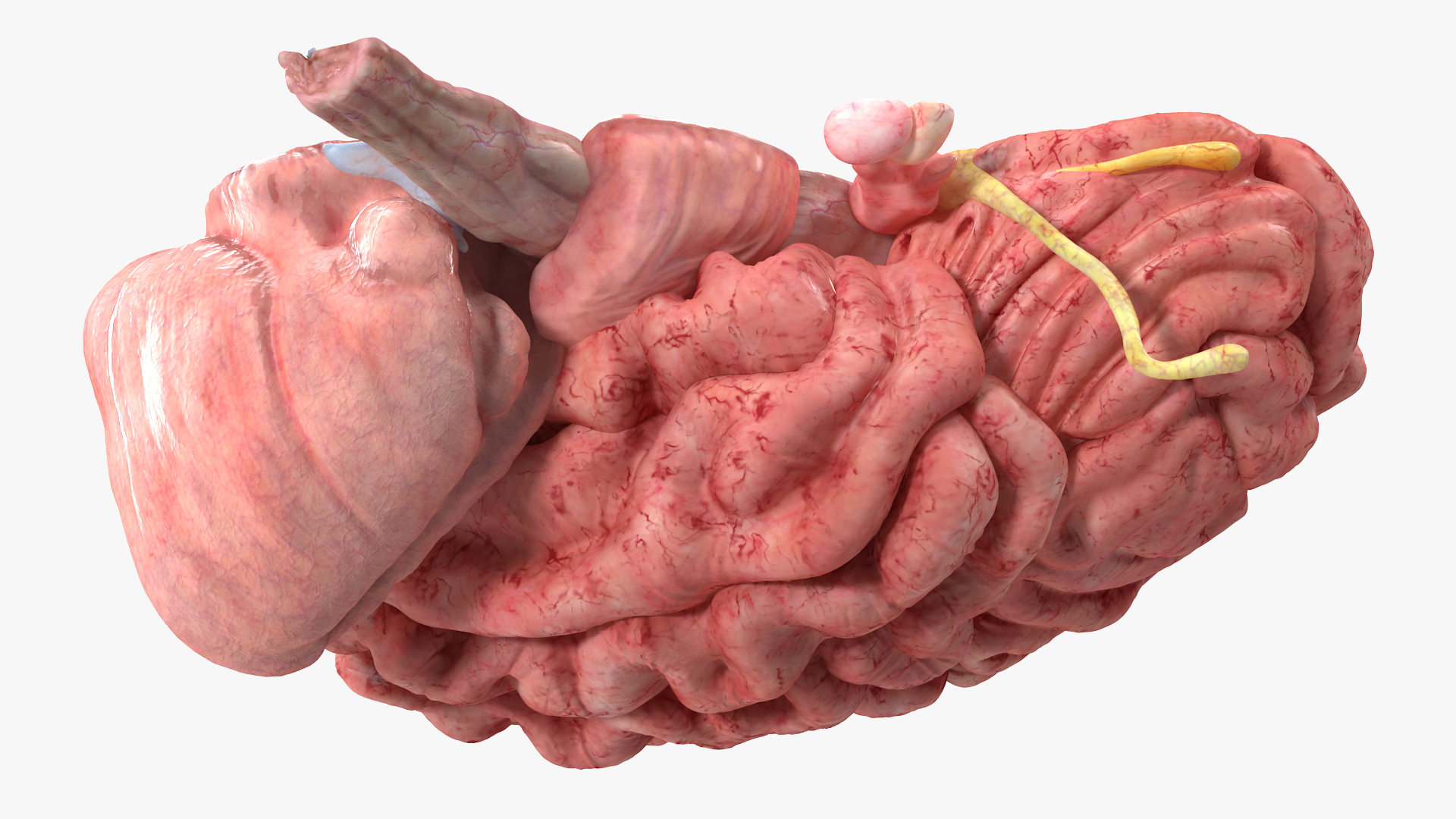 Brain Cross Section 3D model