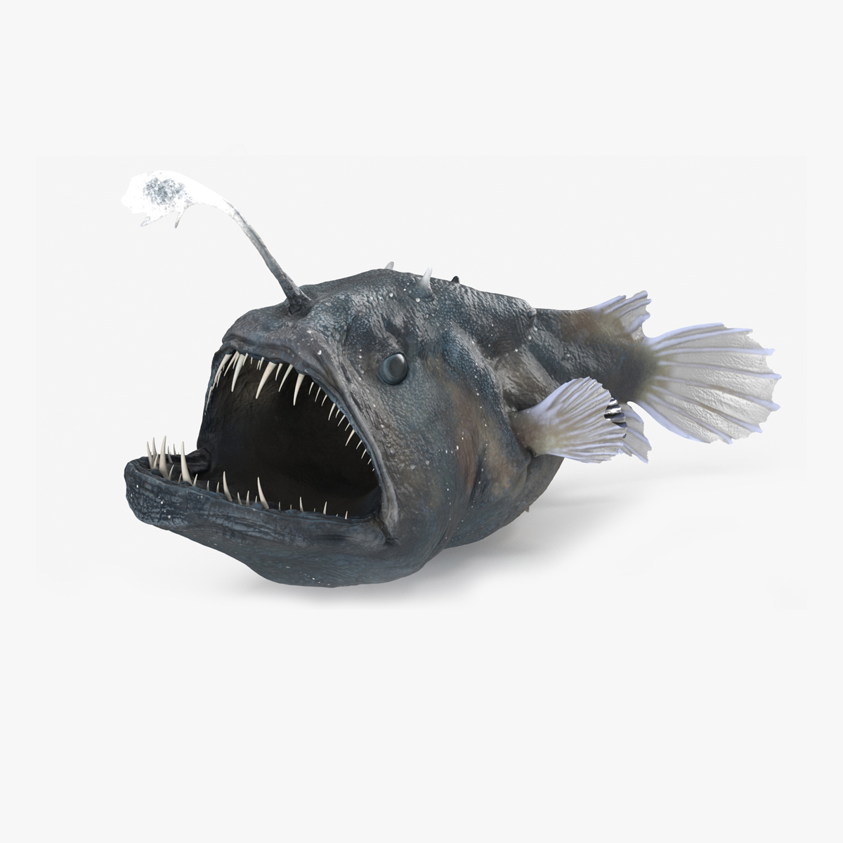 3D Anglerfish Rigged for Cinema 4D