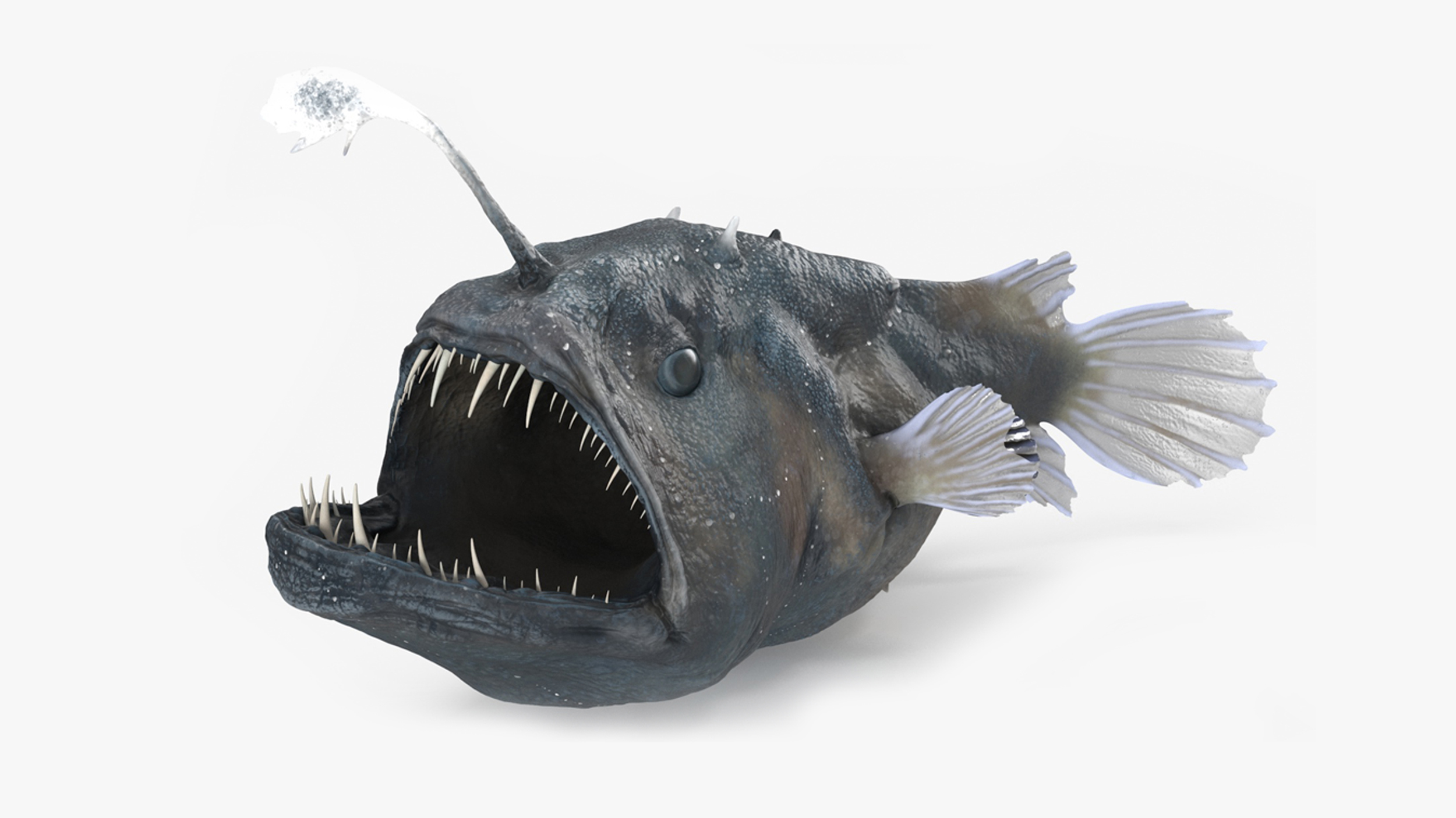 3D Anglerfish Rigged for Cinema 4D