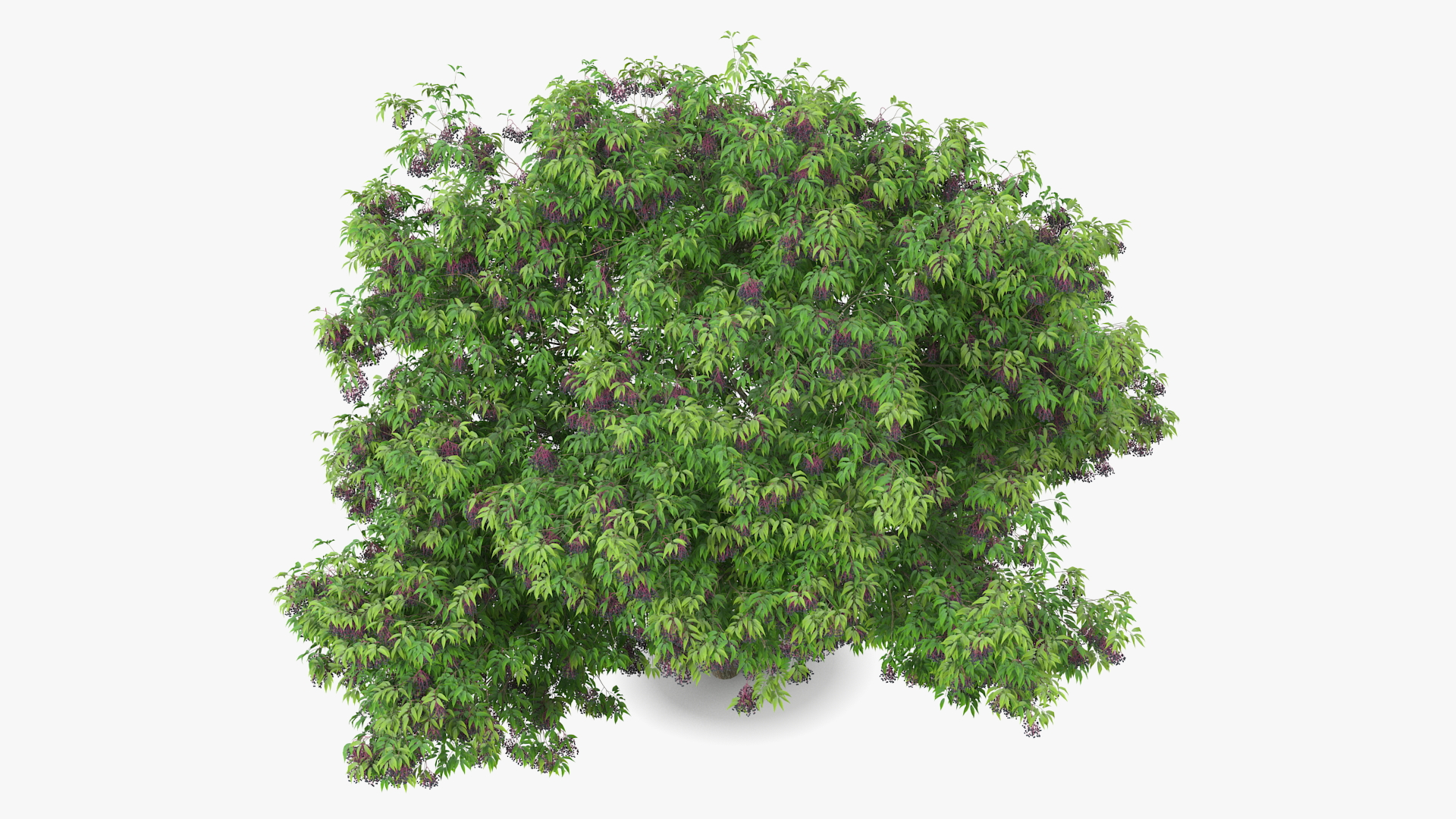American Elderberry Tree with Berries 3D