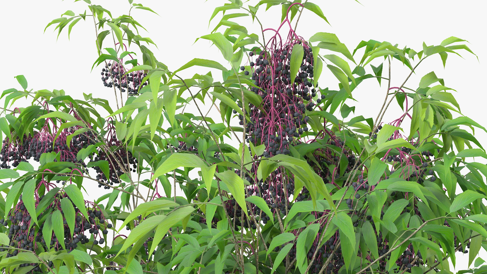 American Elderberry Tree with Berries 3D