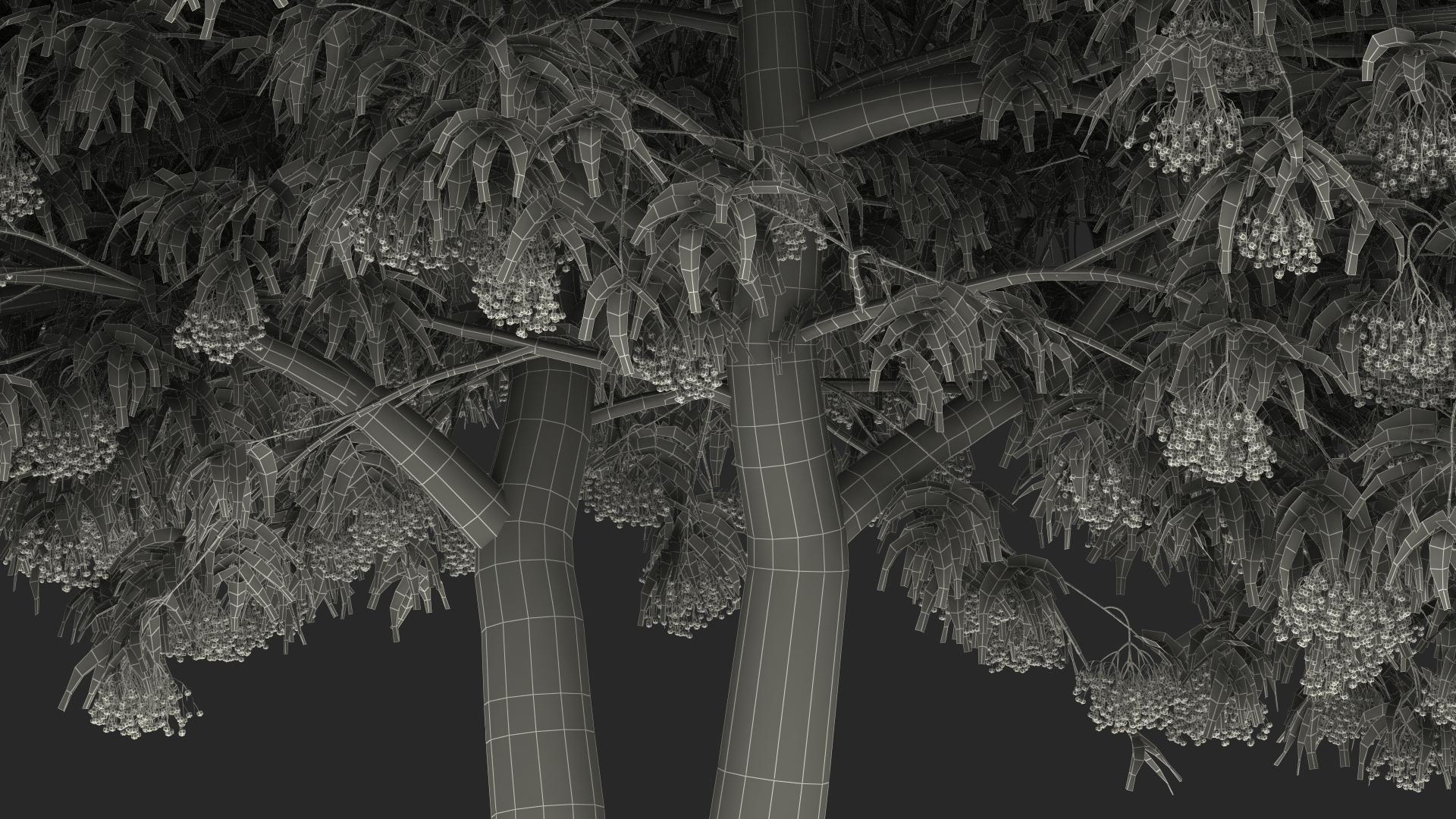American Elderberry Tree with Berries 3D